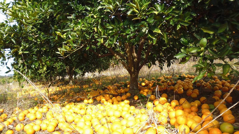 Laranja ValÃªncia